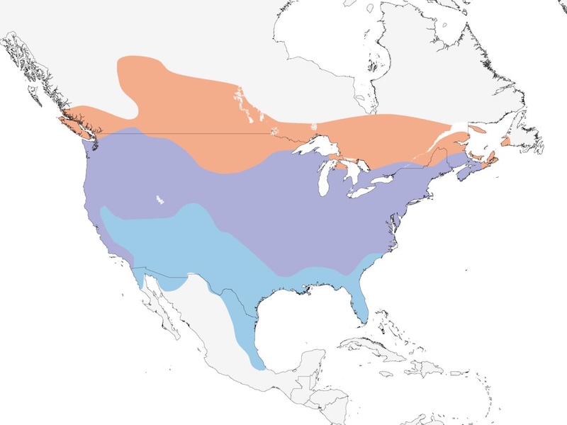 American Goldfinch range map