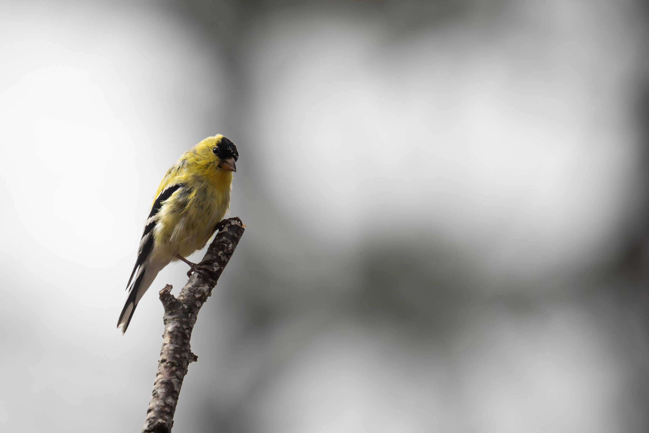 American Goldfinch