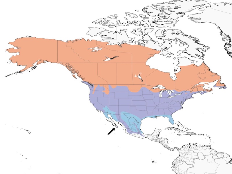 American Robin range map