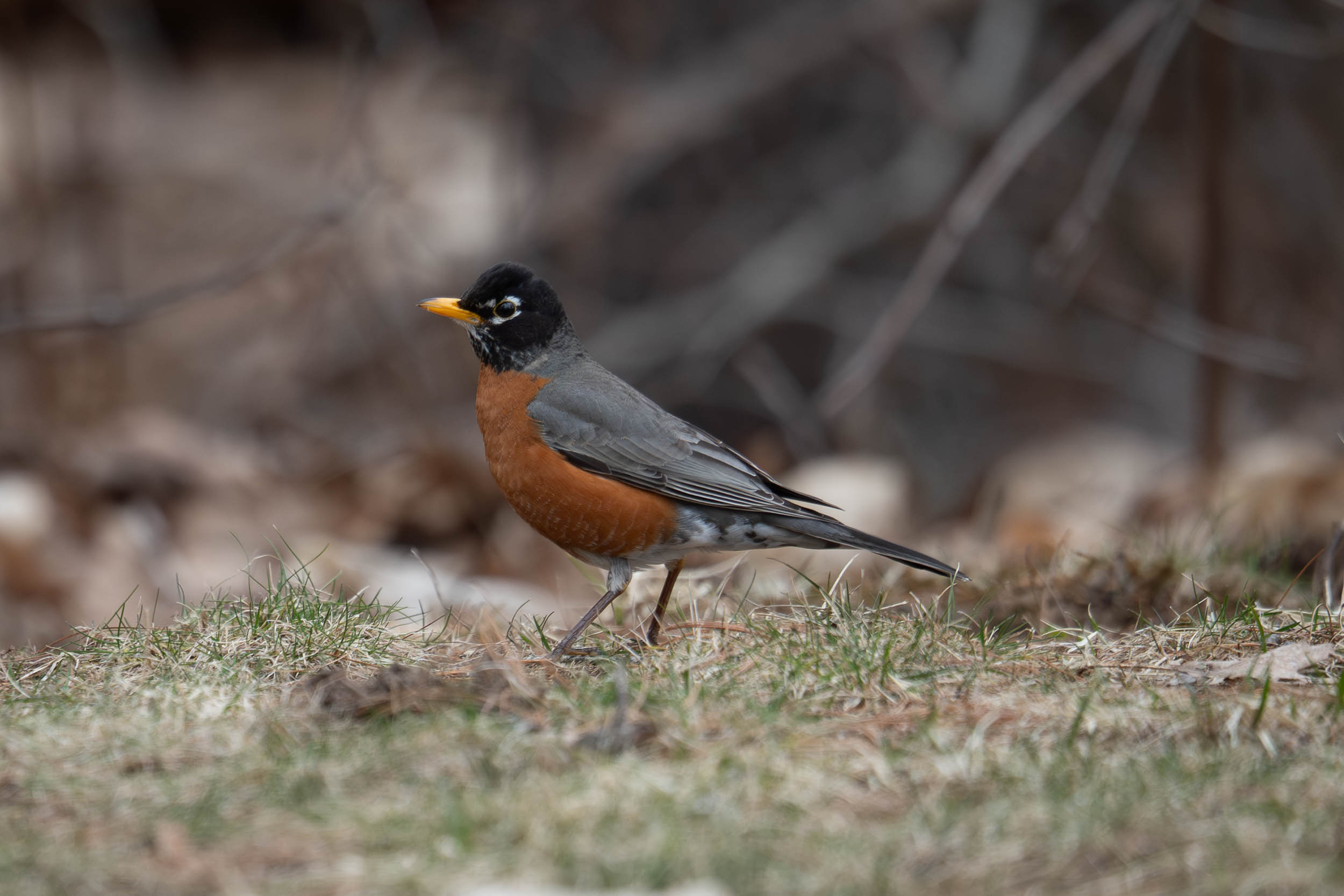 American Robin