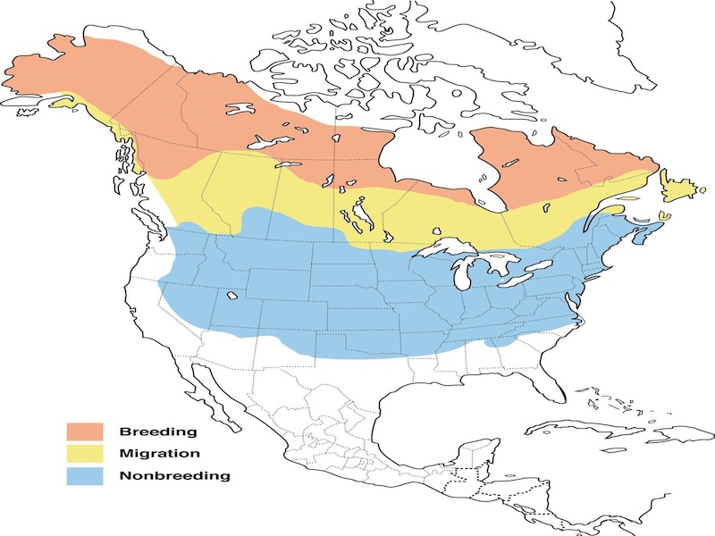 American Tree Sparrow range map