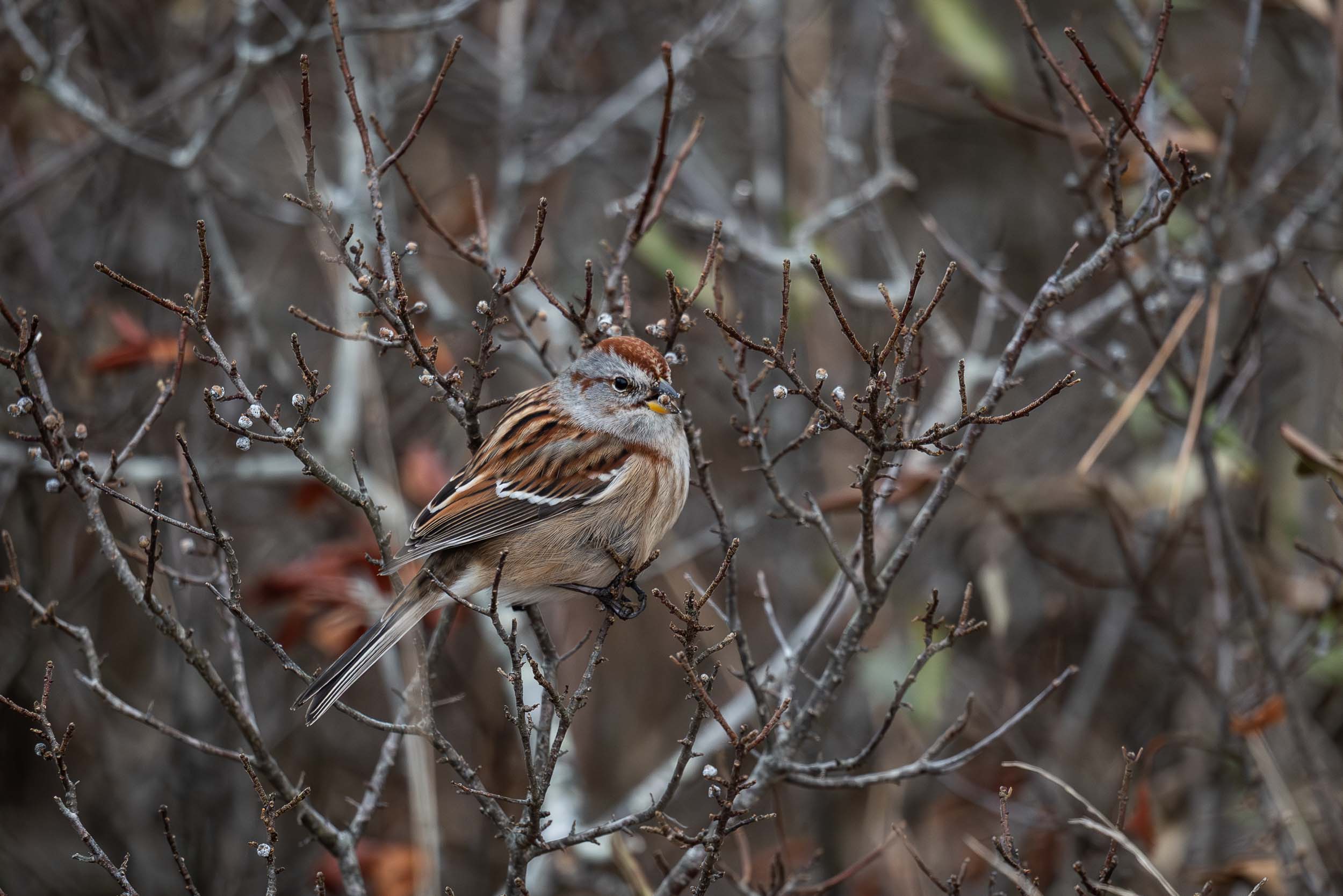 American Tree Sparrow