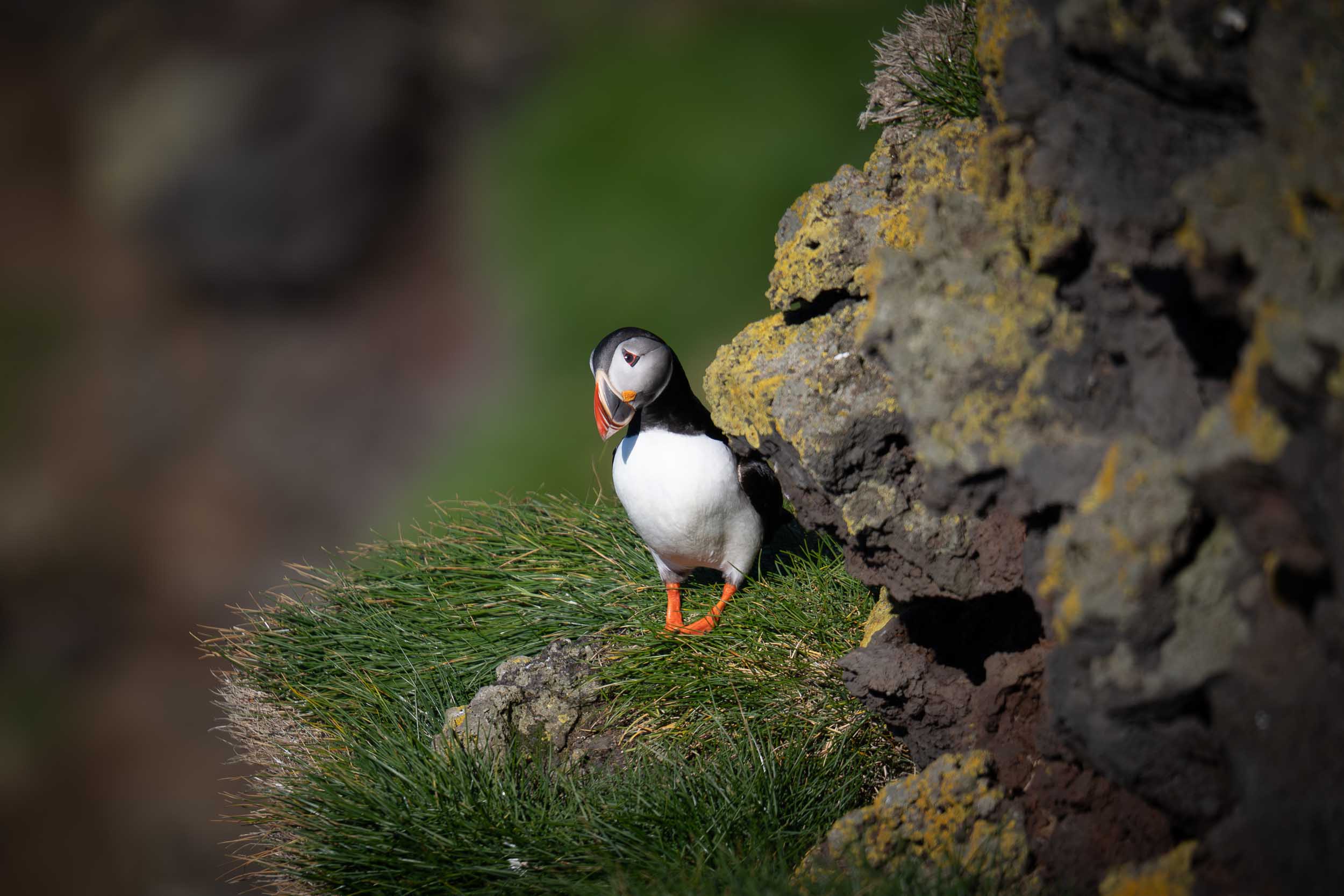 Atlantic Puffin