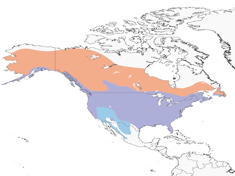 Bald Eagle range map