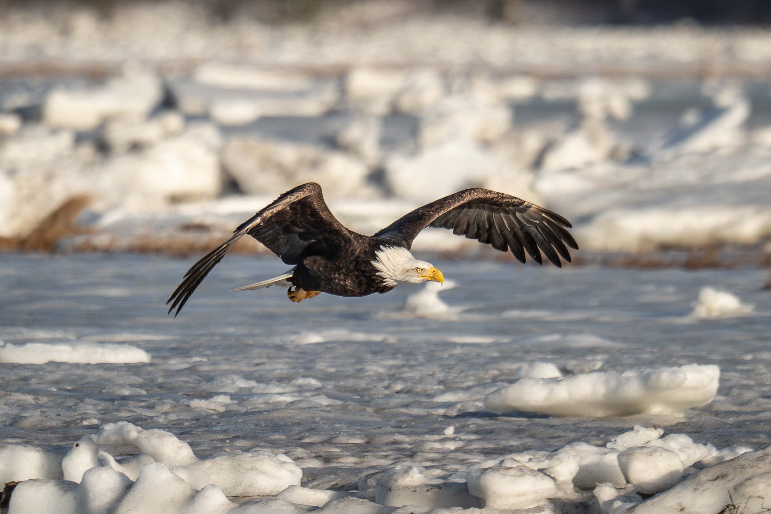 Bald Eagle