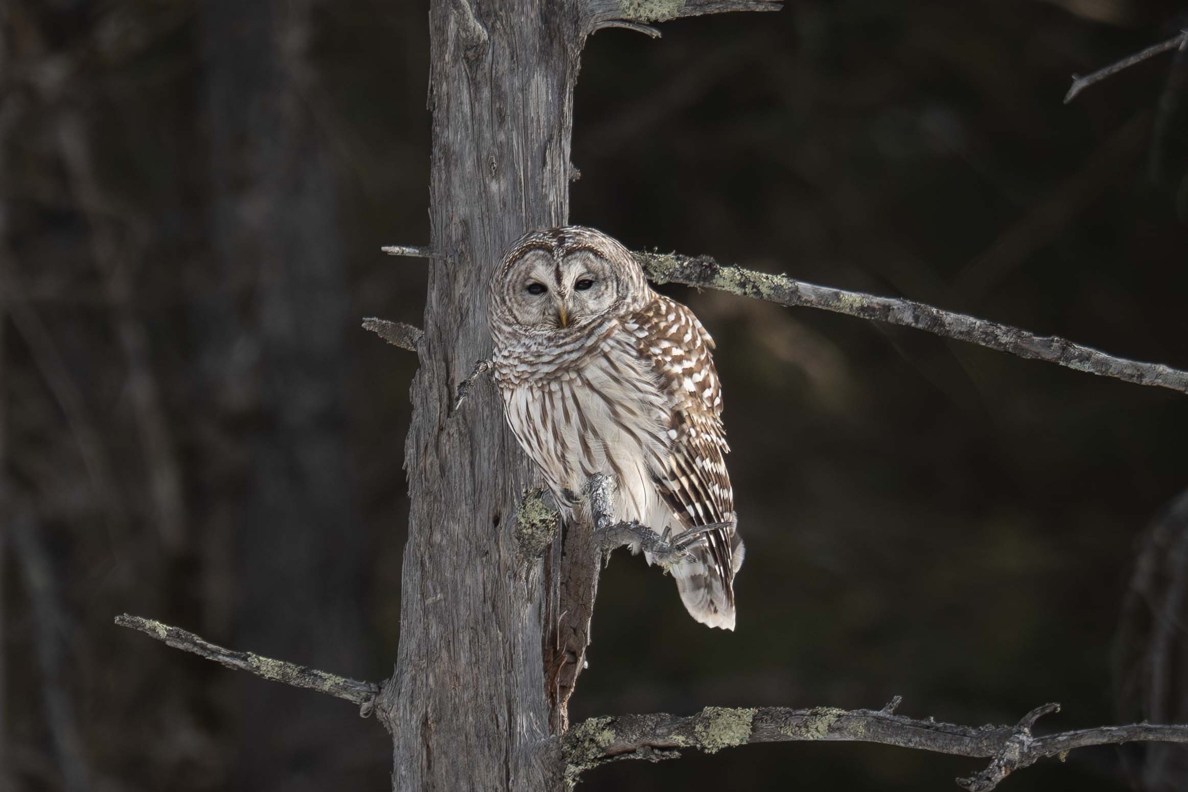 Barred Owl