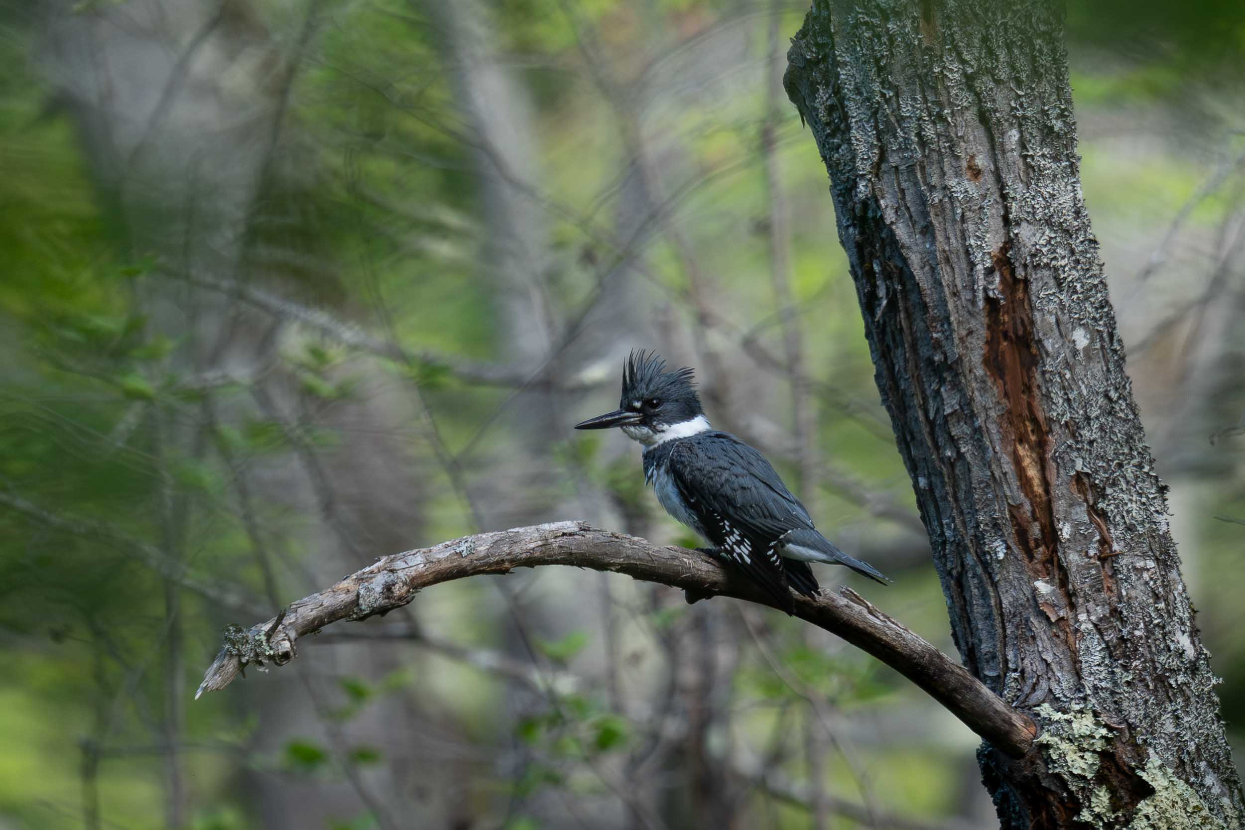 Belted Kingfisher