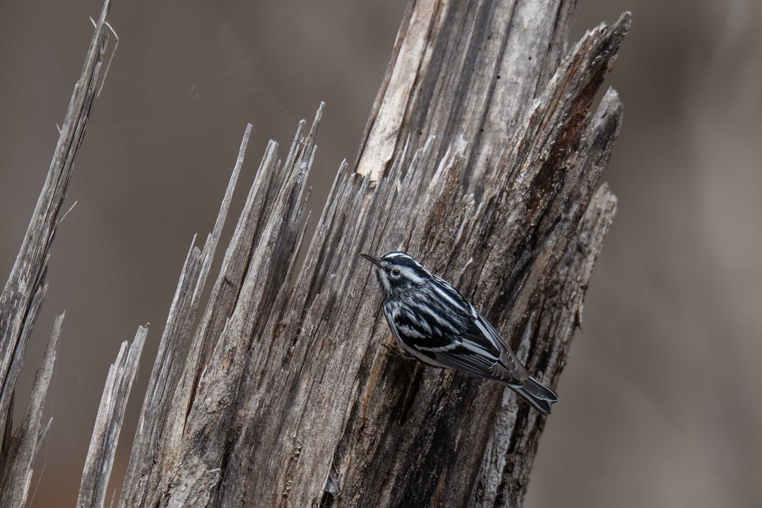 Black-and-white Warbler