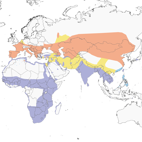 Black Winged Stilt range map