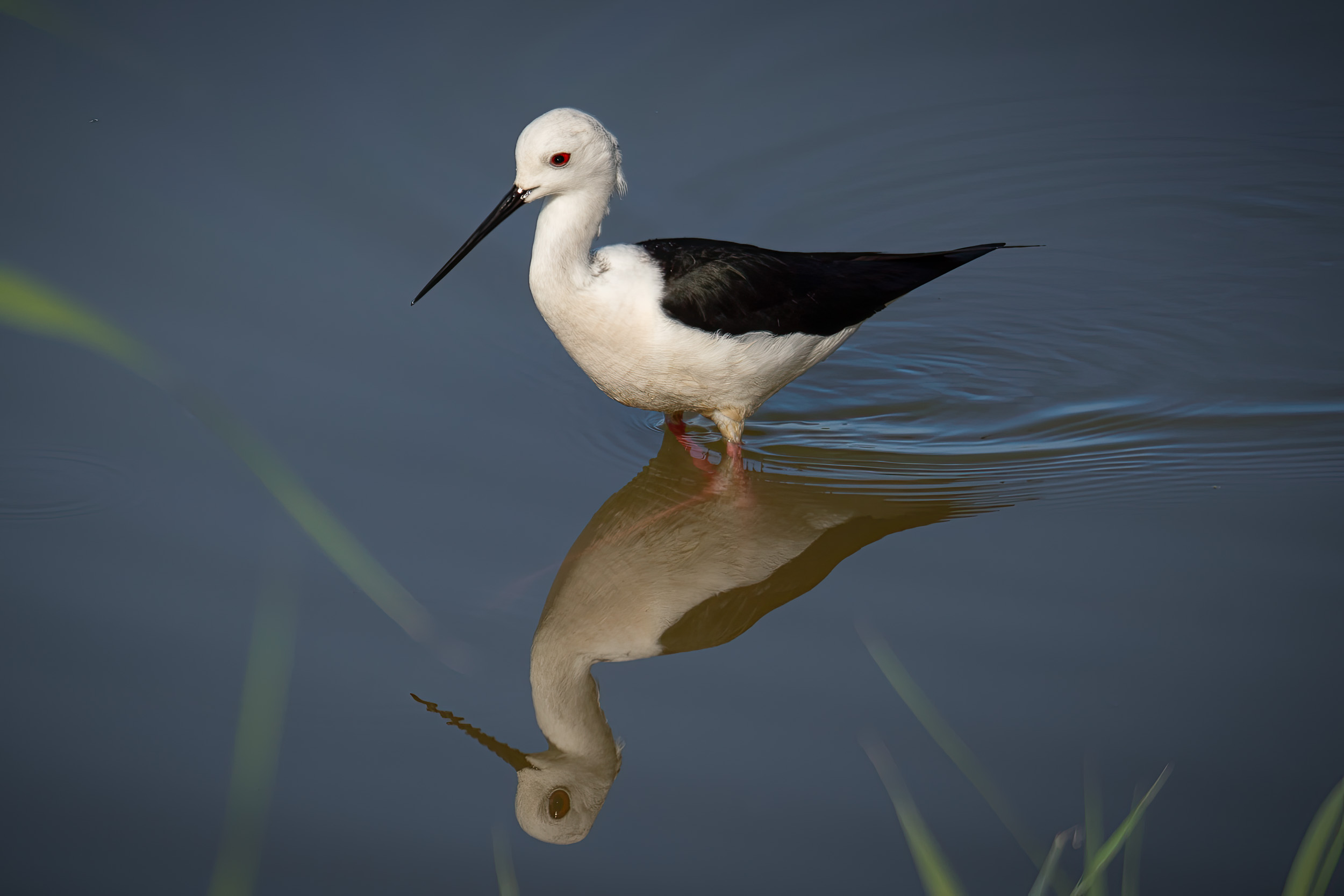 Black-winged Stilt