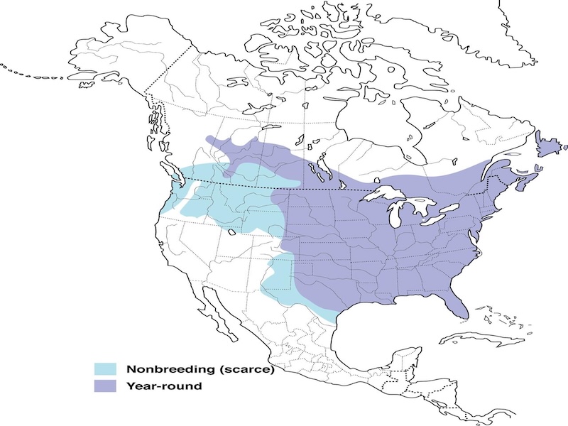 Blue Jay range map