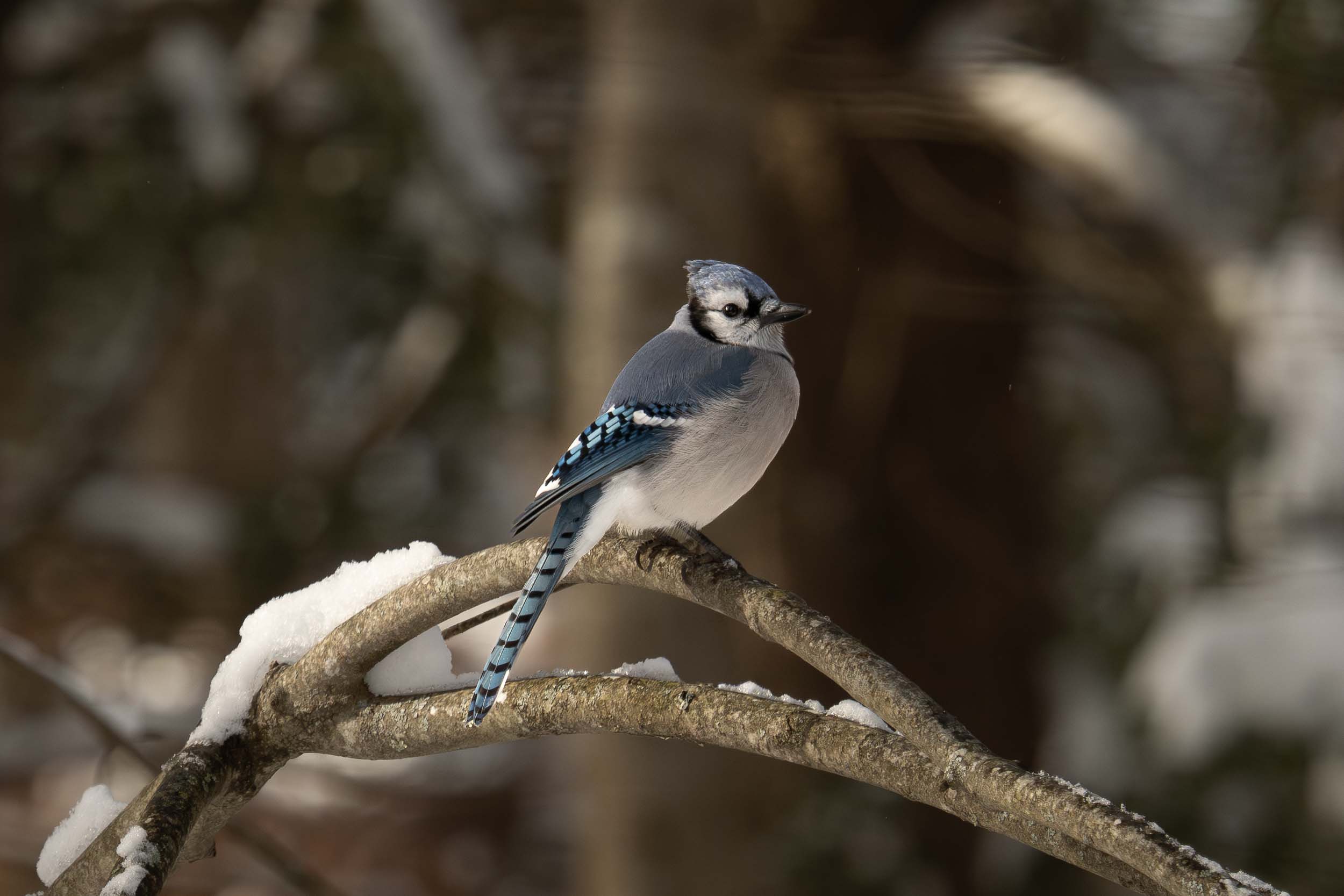 Blue Jay