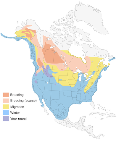 Bufflehead range map