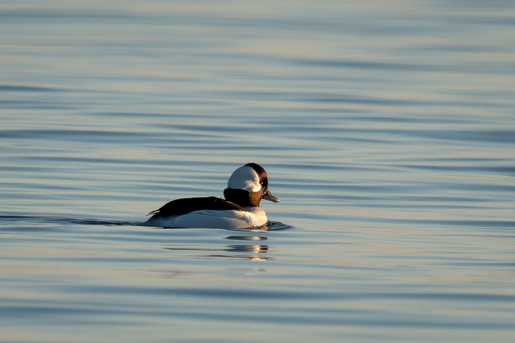 Bufflehead