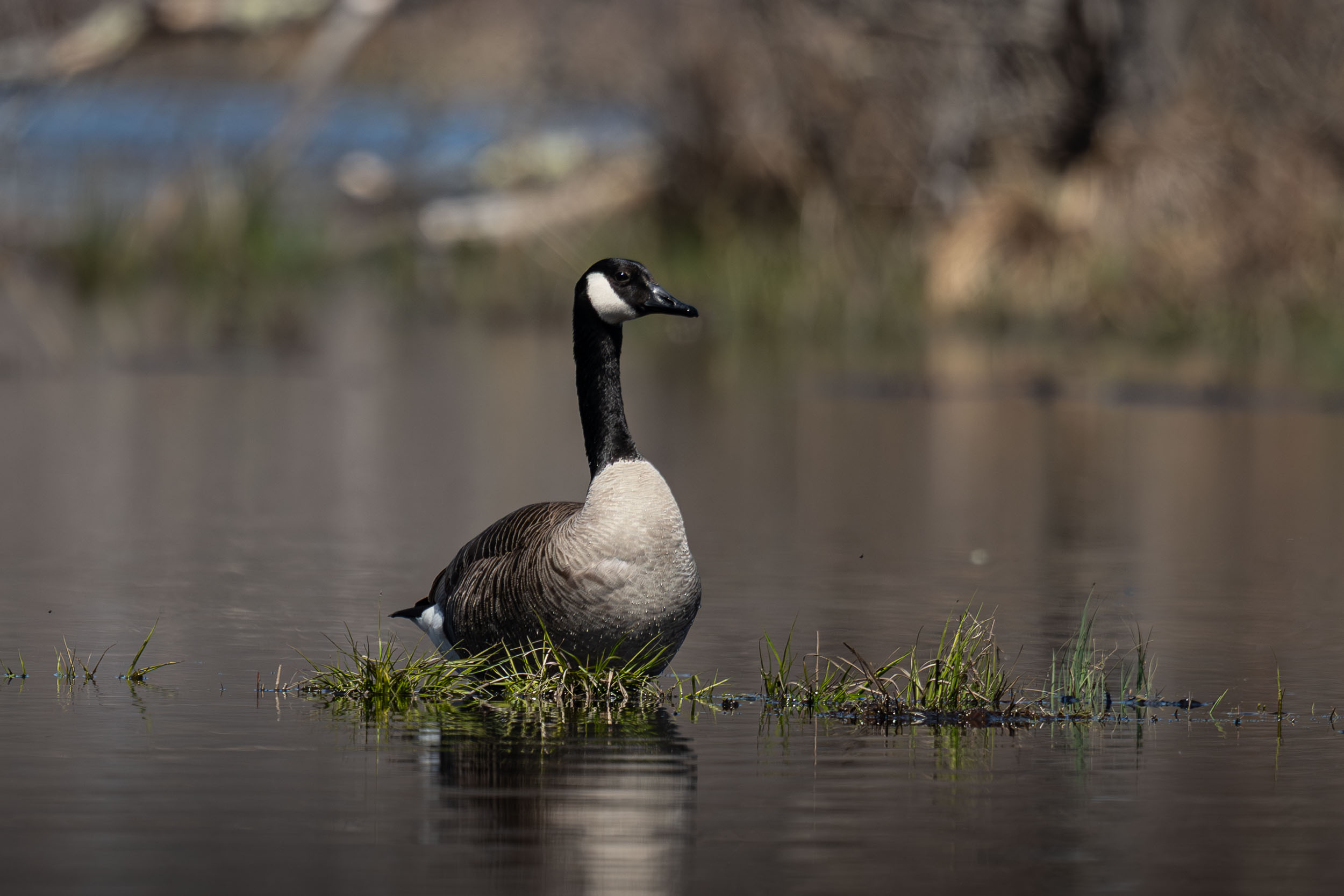 Canada Goose