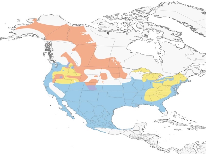 Canvasback range map