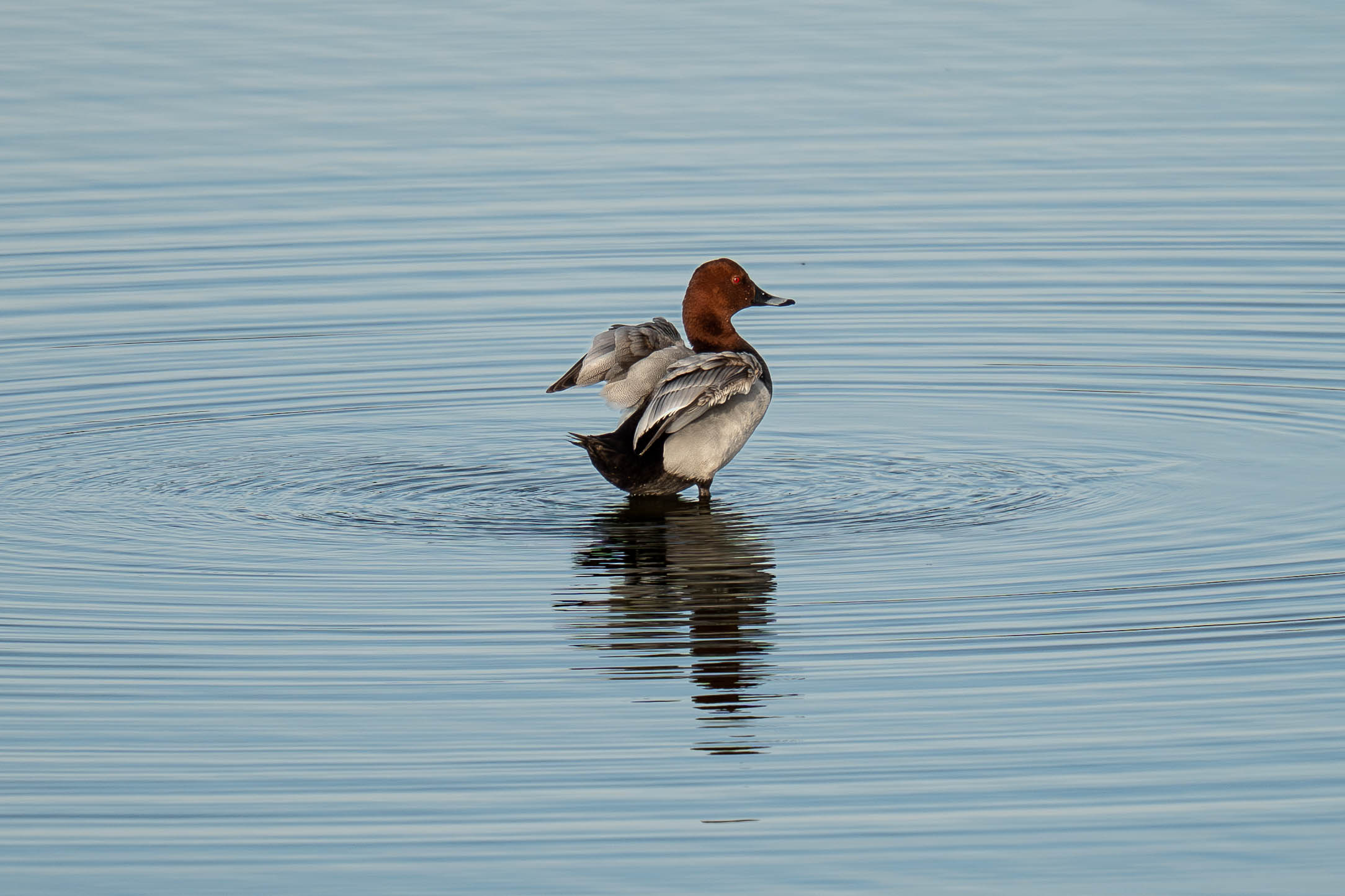Canvasback