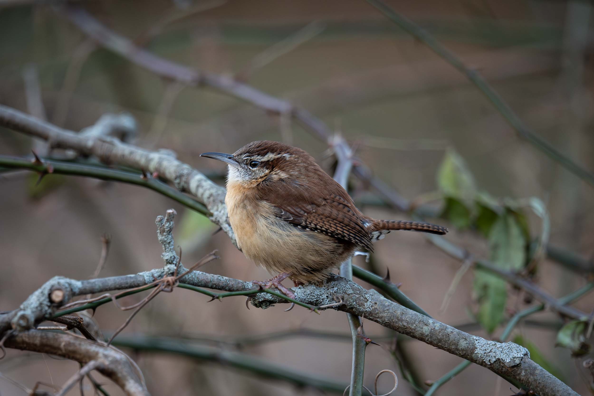 Carolina Wren