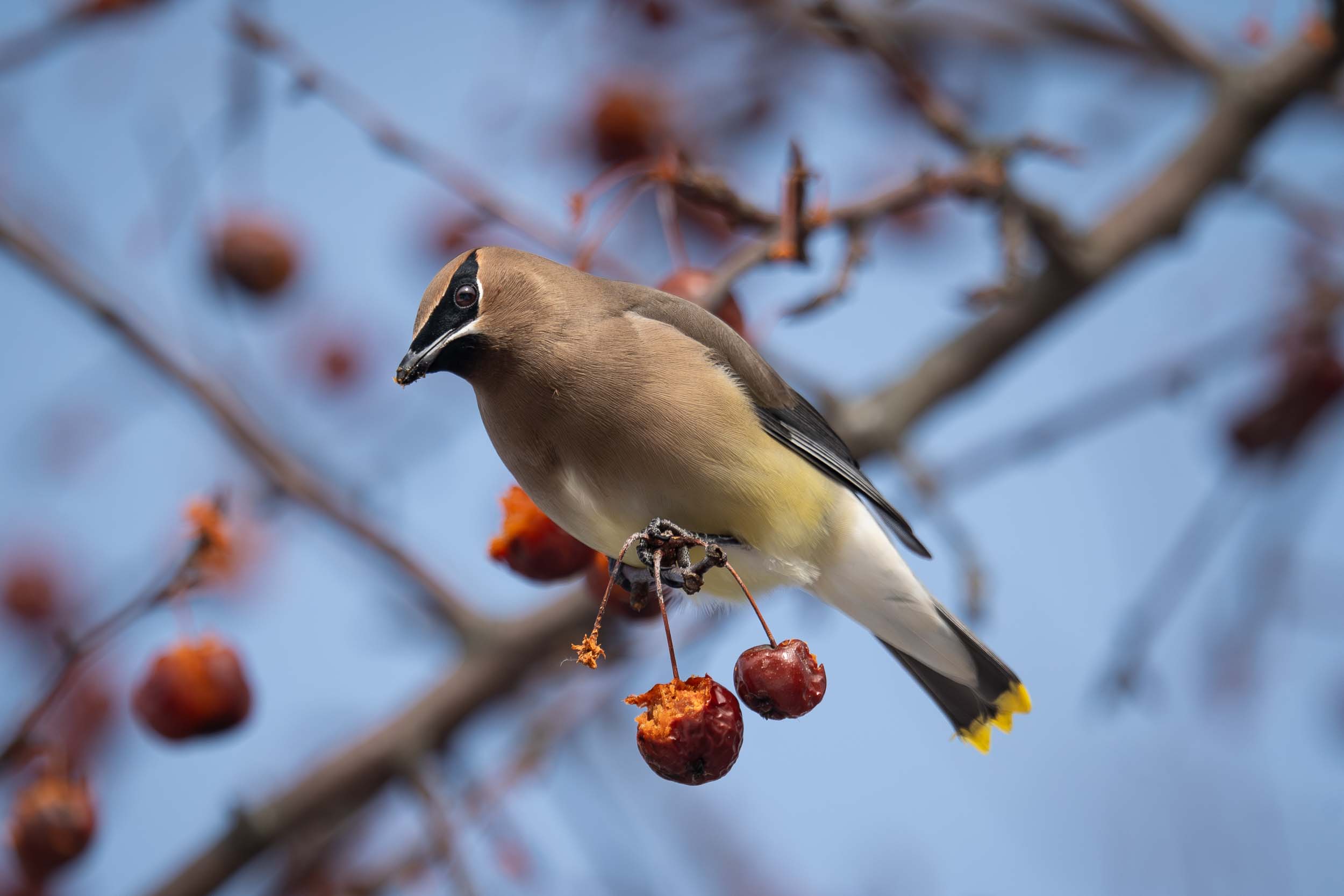Cedar Waxwing