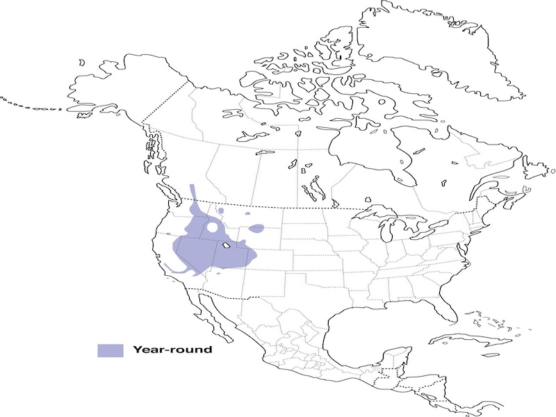 Chukar Partridge range map