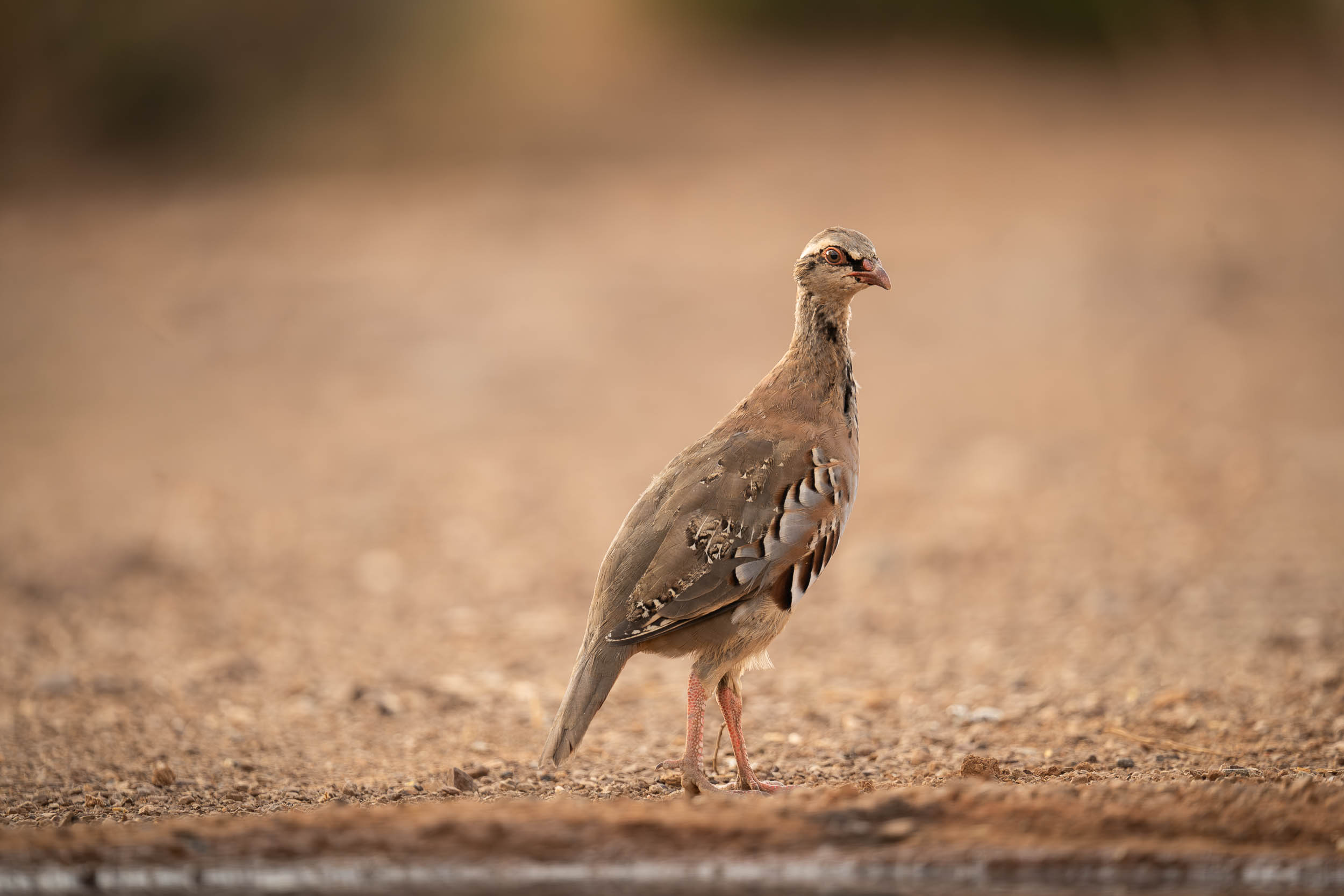 Chukar Partridge
