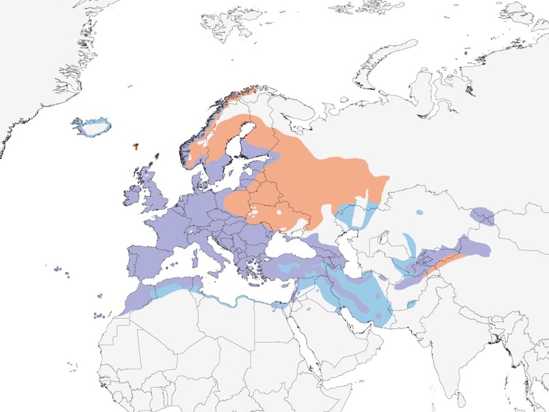 Common Blackbird range map