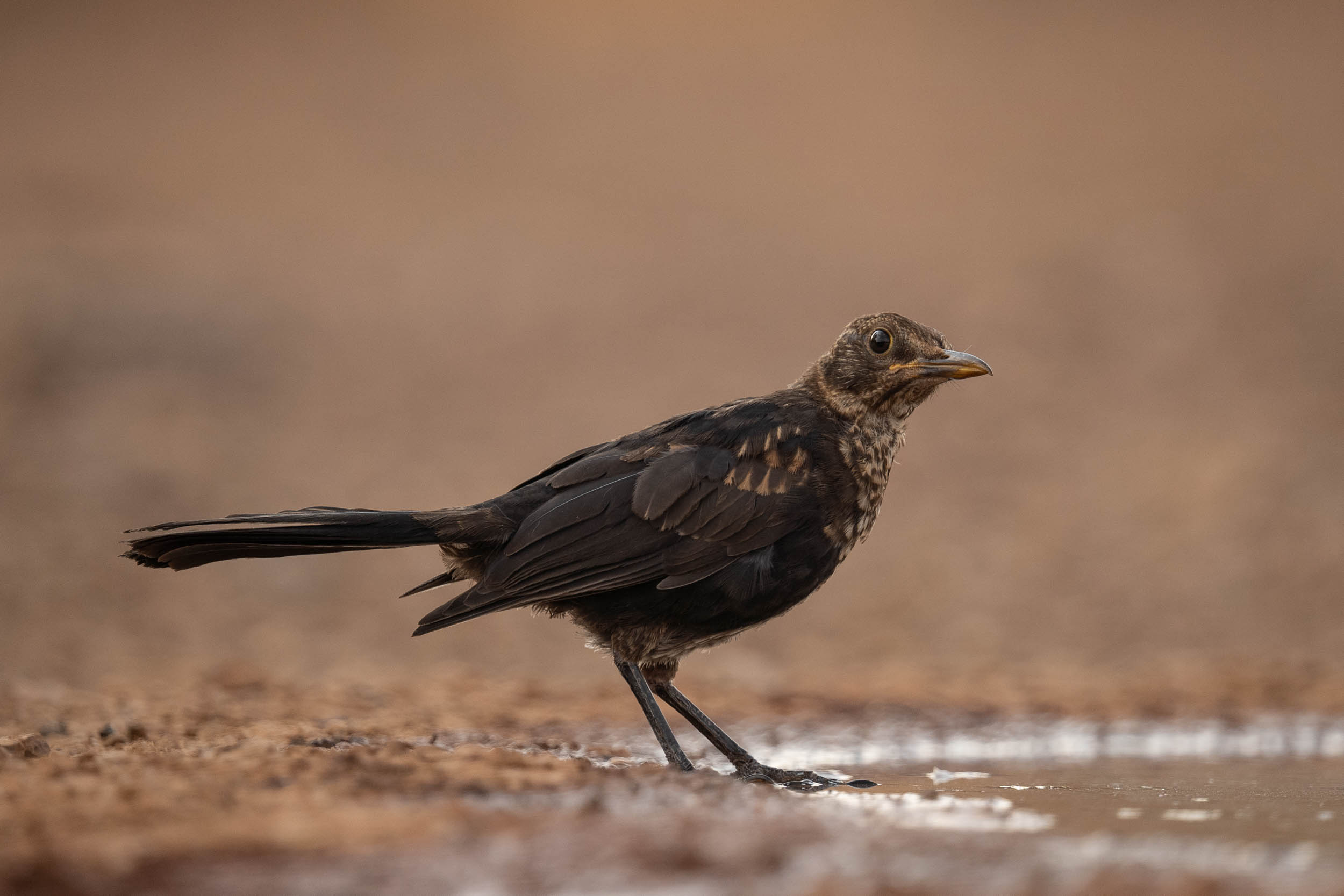 Common Blackbird