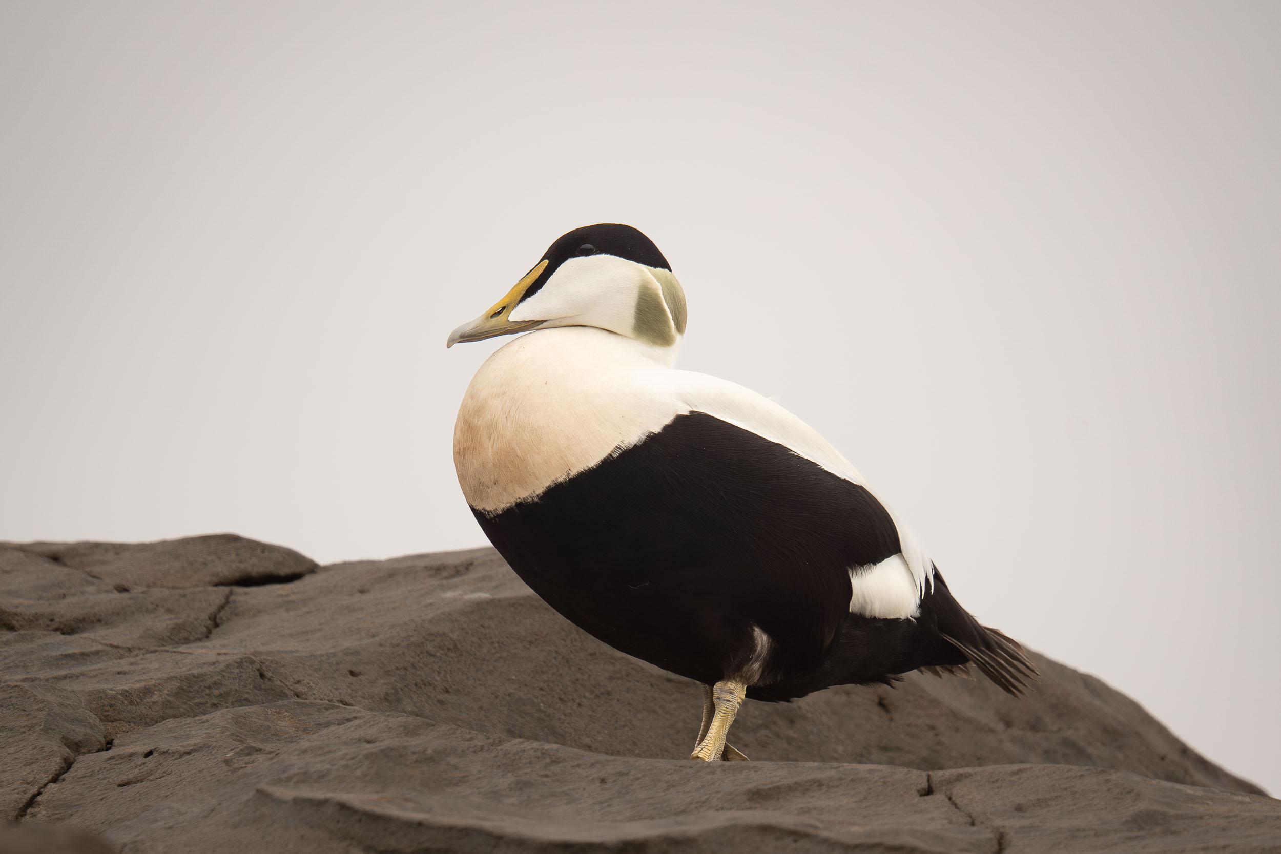 Common Eider