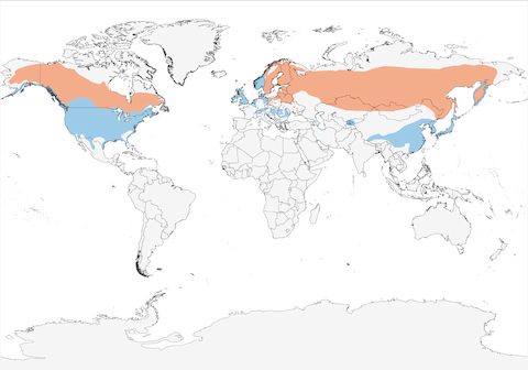 Common Goldeneye range map