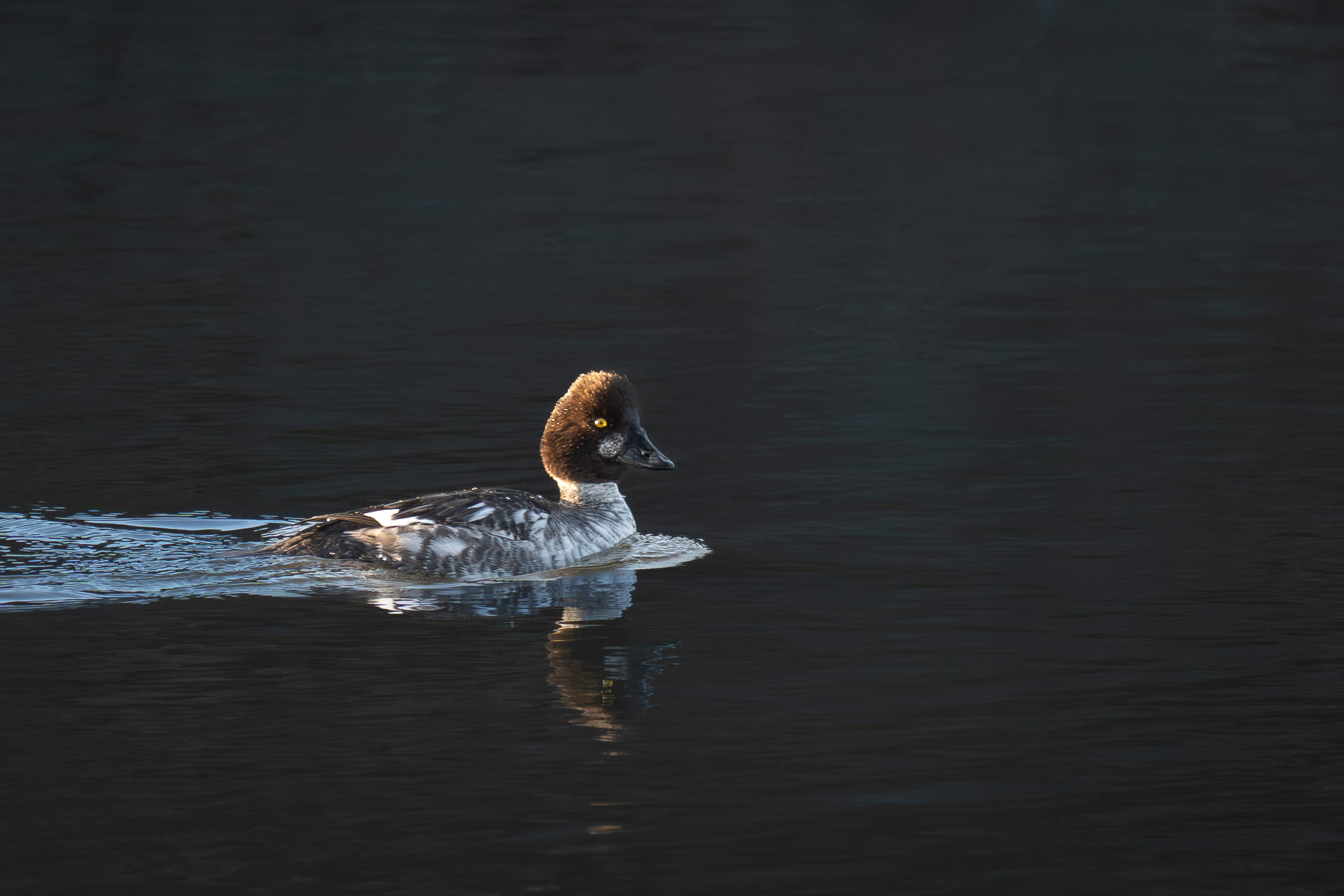 Common Goldeneye