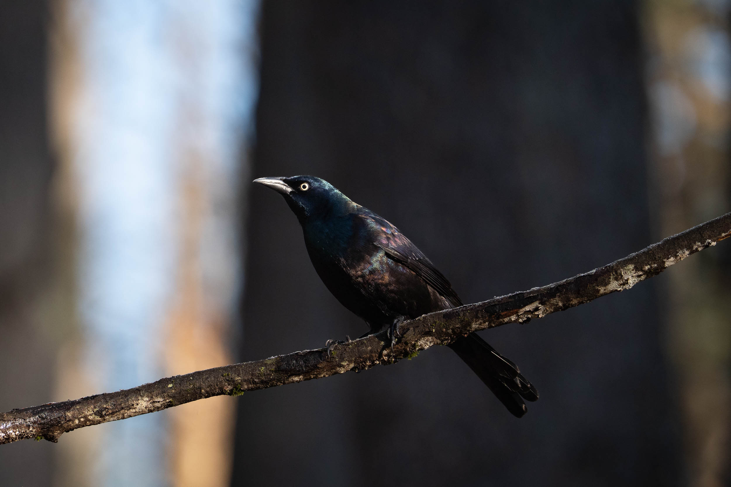 Common Grackle