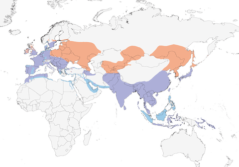 Common Kingfisher range map