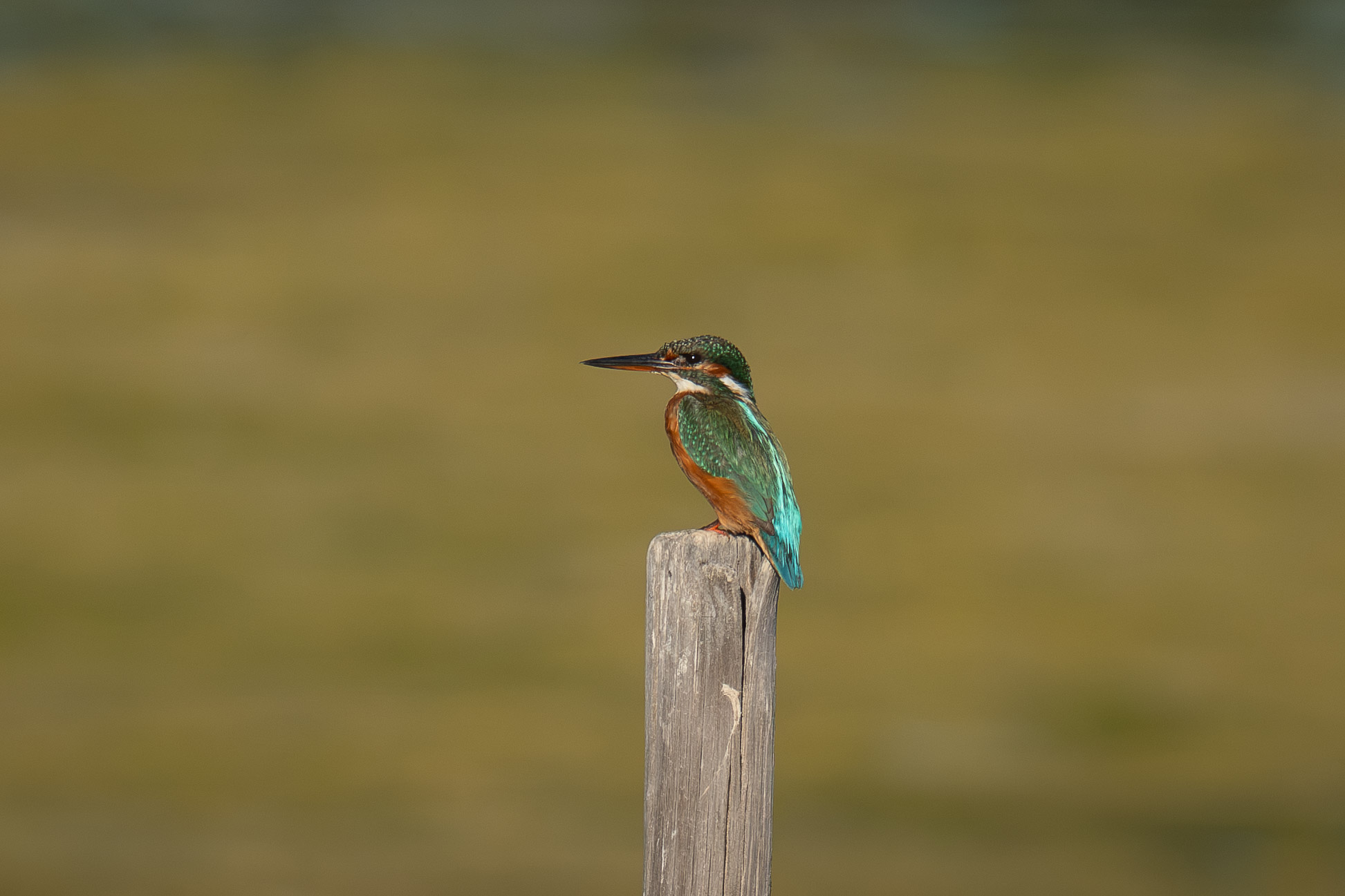 Common Kingfisher