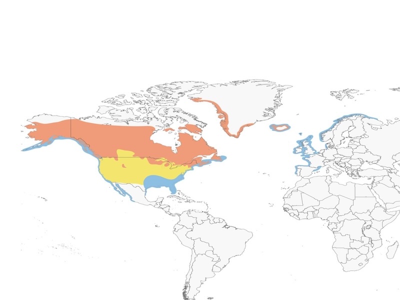Common Loon range map