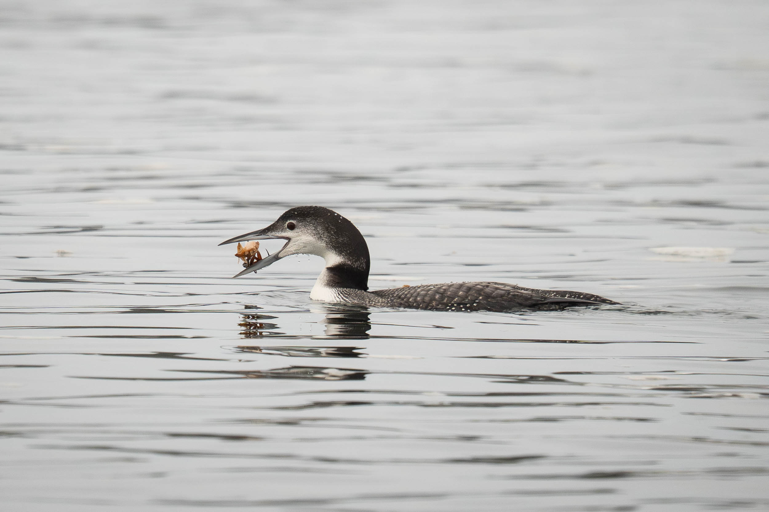 Common Loon