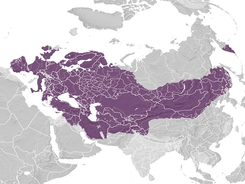 Common Magpie range map