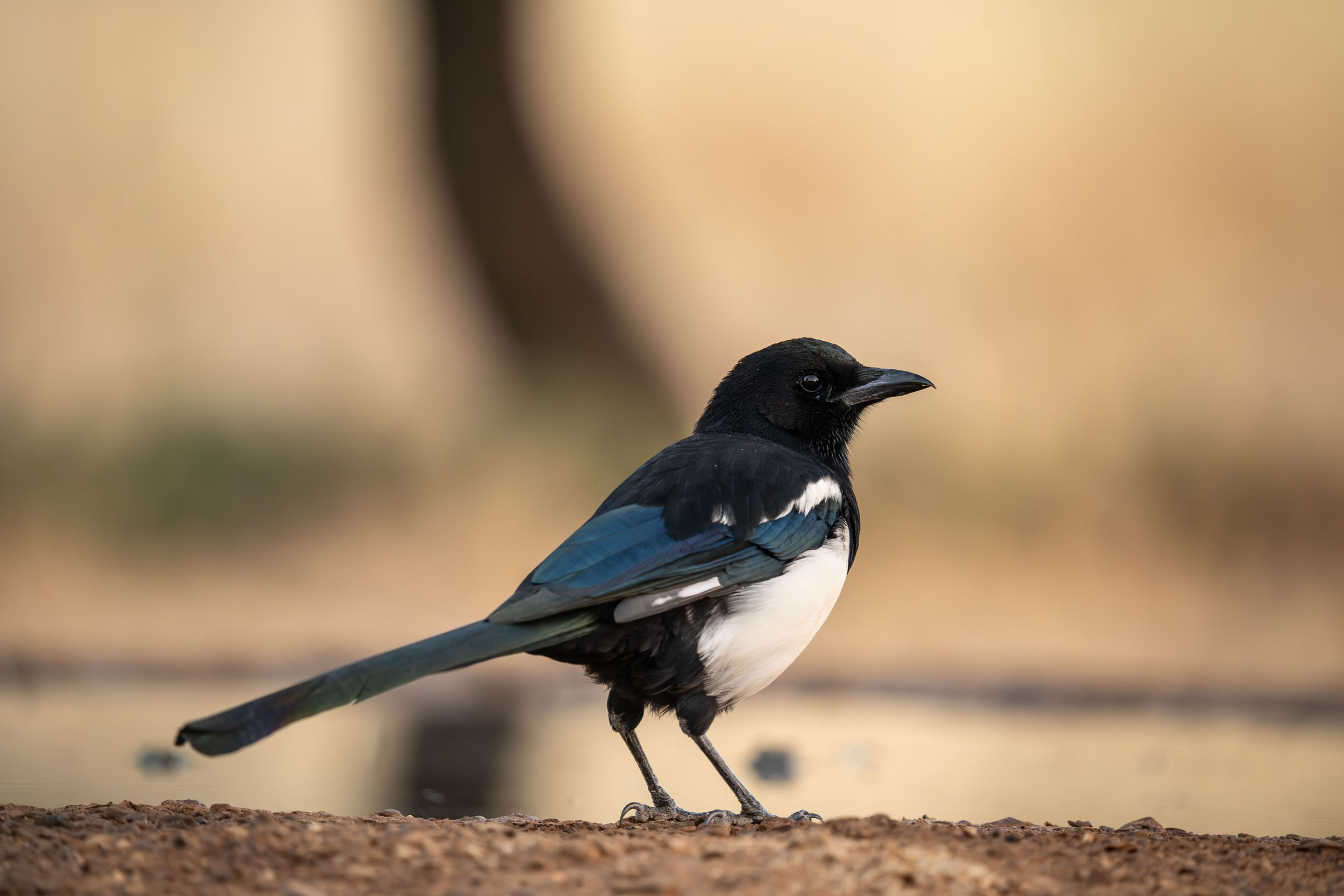 Common Magpie