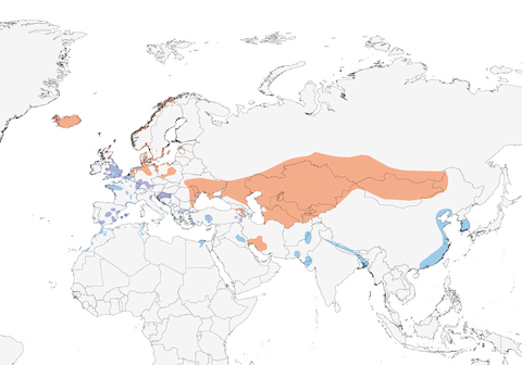 Common Shelduck range map