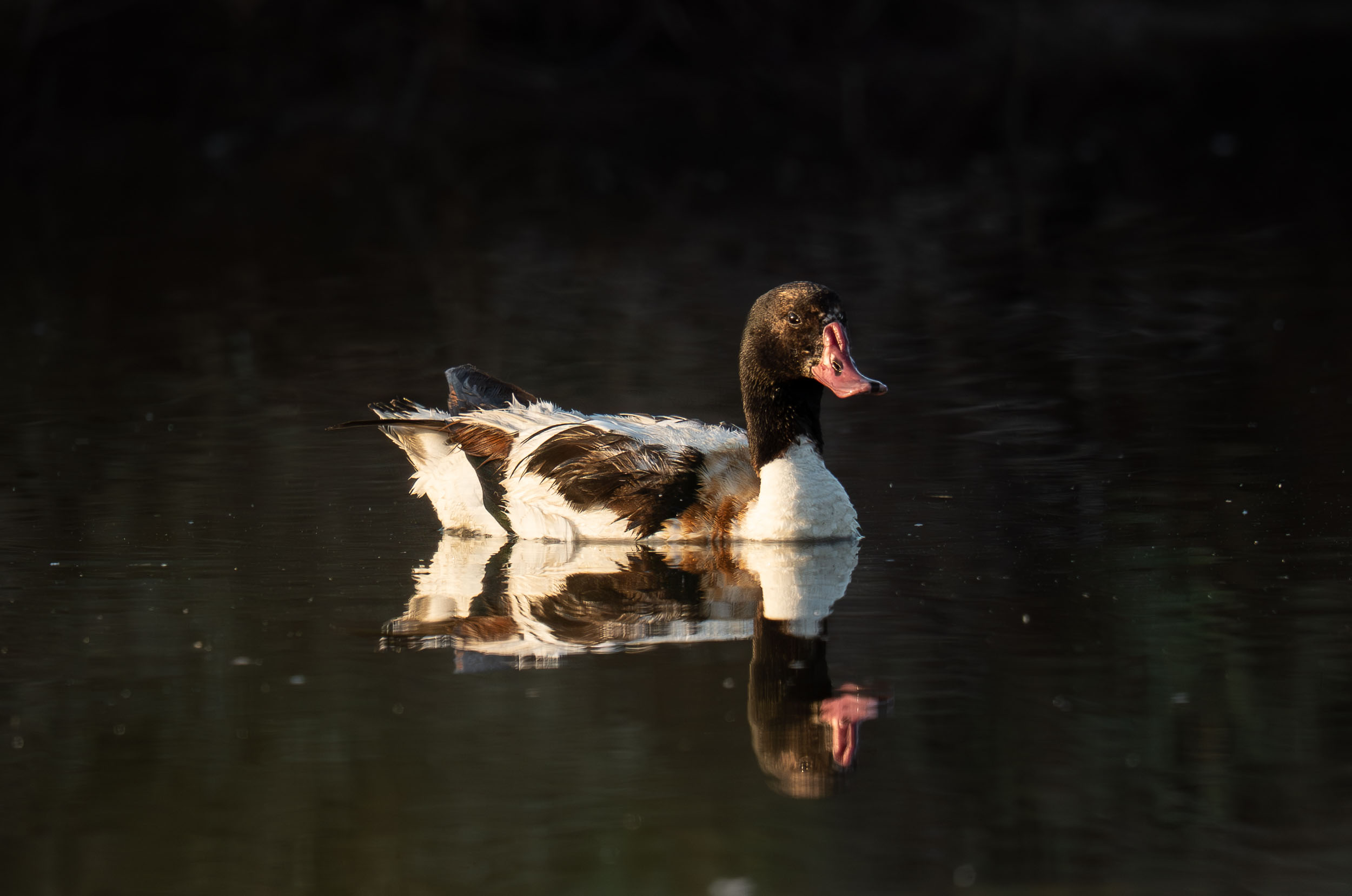 Common Shelduck