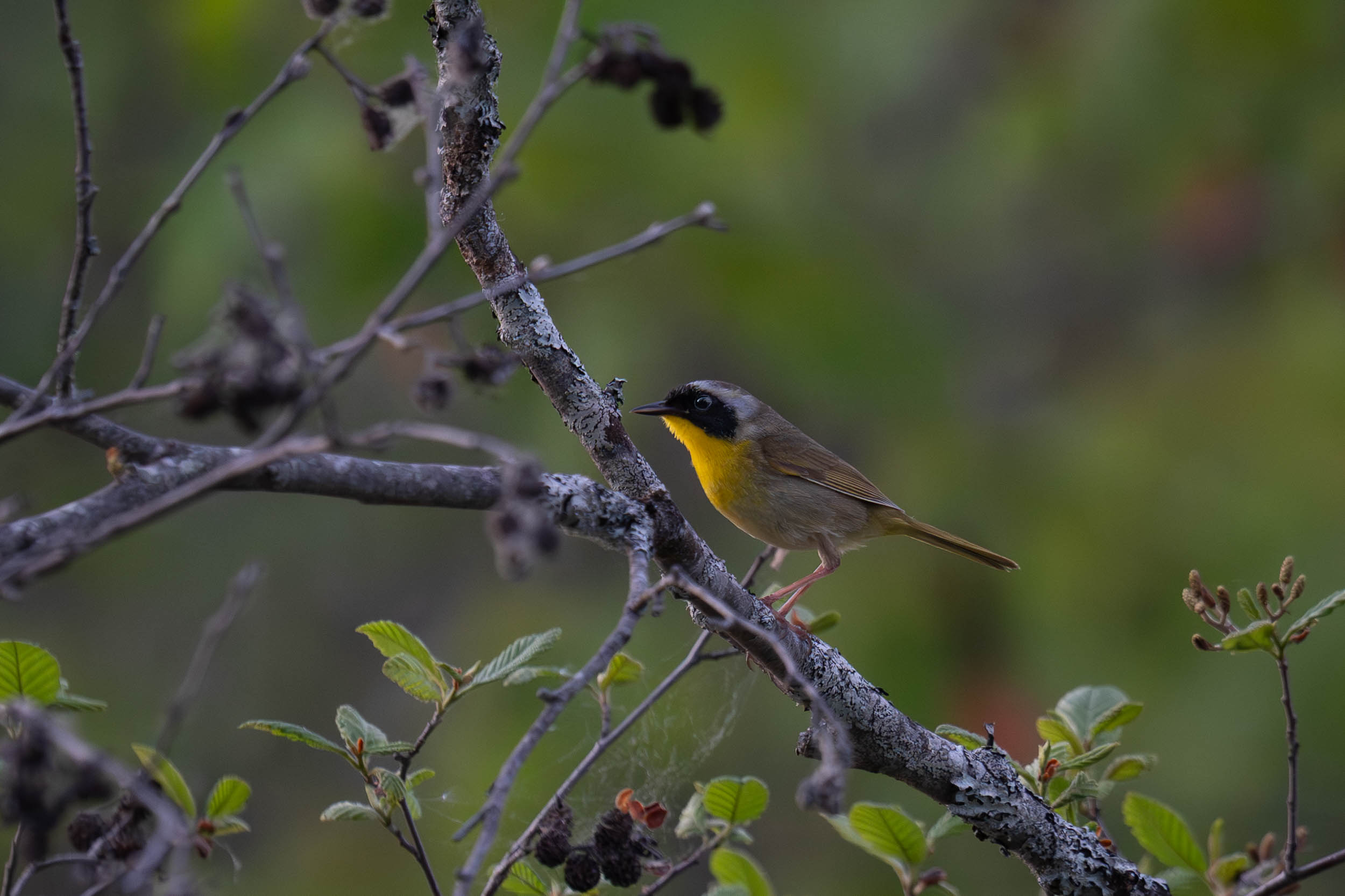Common Yellowthroat