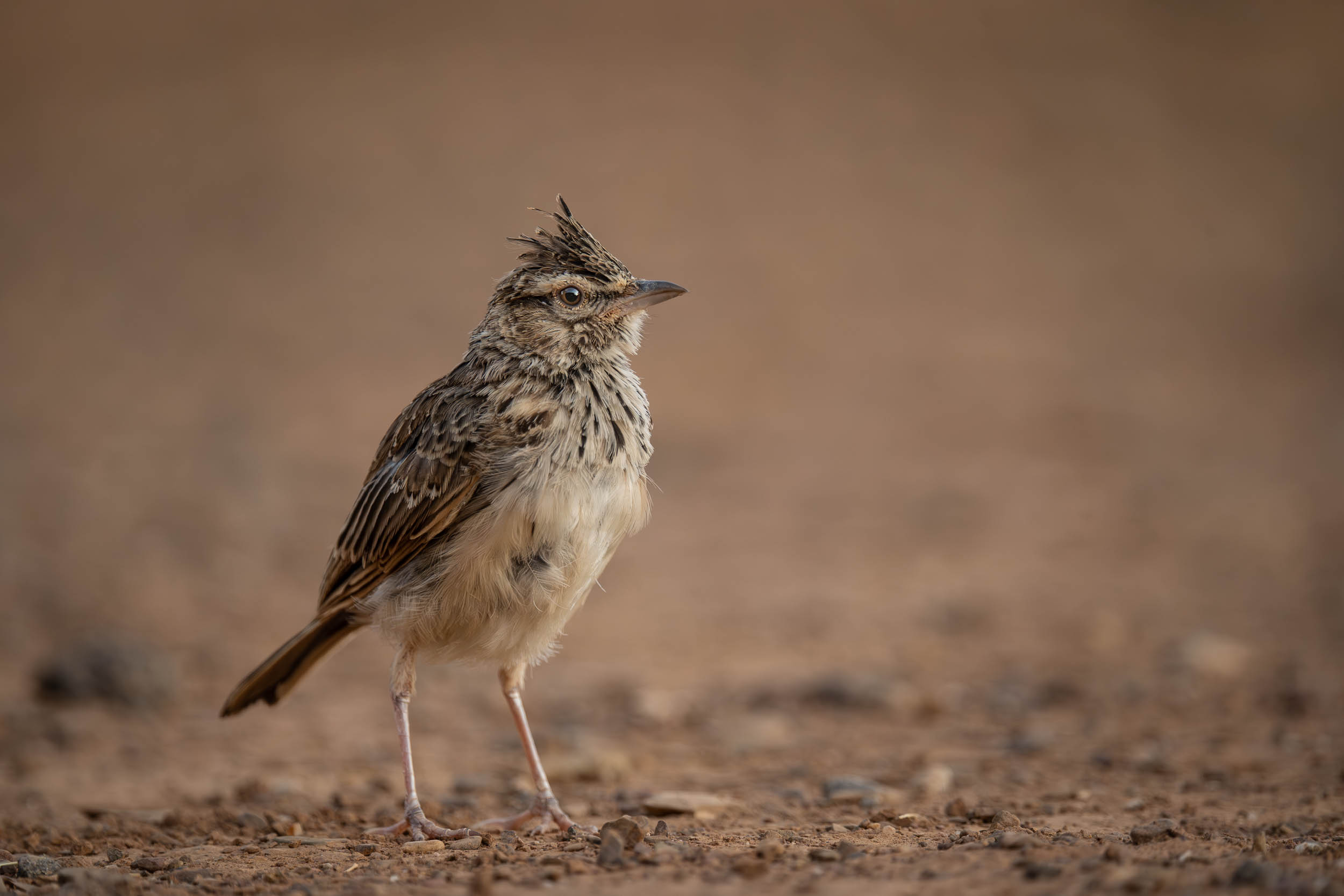 Crested Lark