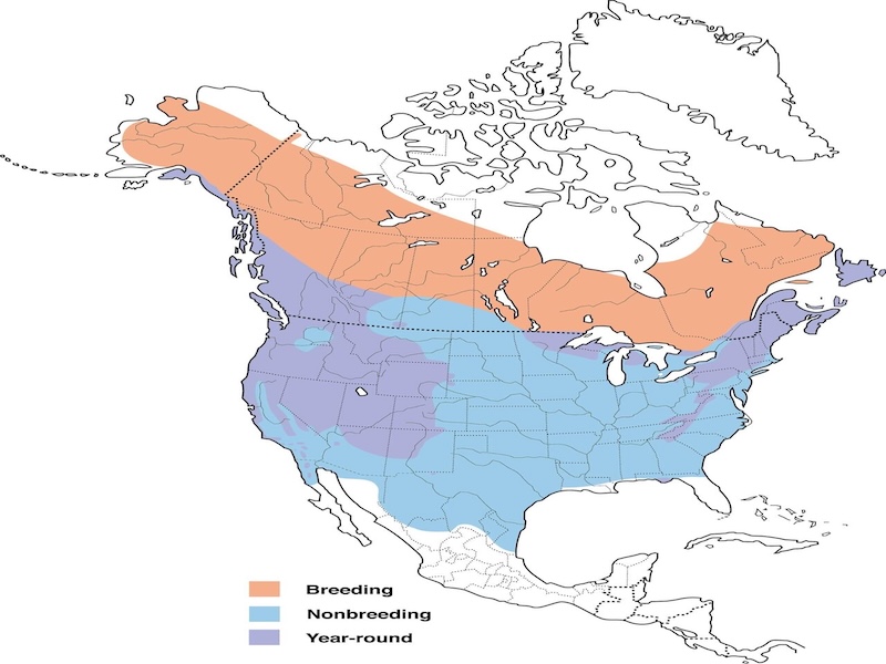 Dark Eyed Junco range map