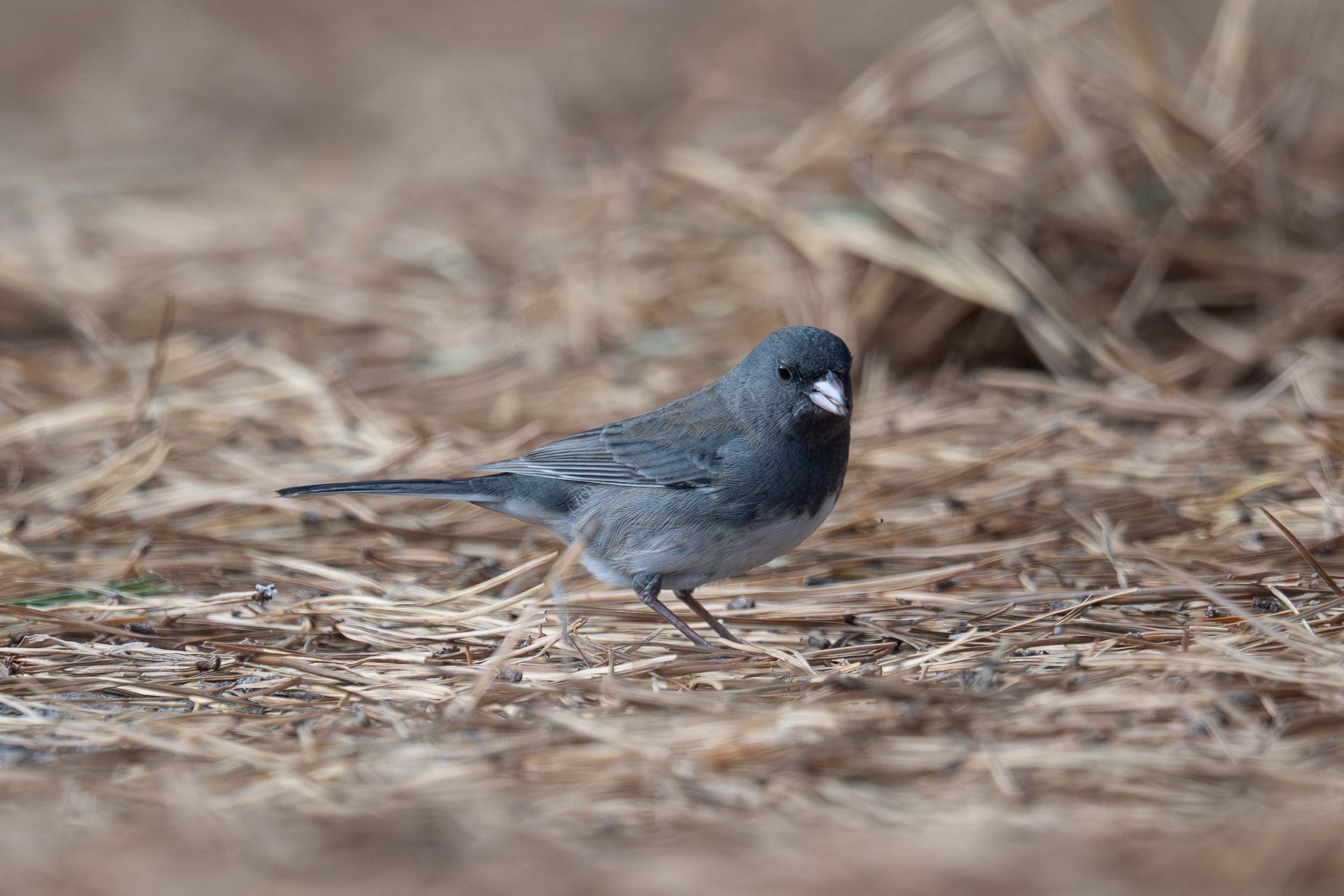 Dark-eyed Junco