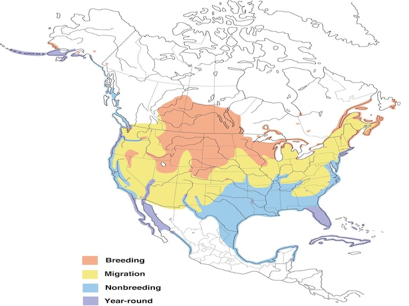 Double Crested Cormorant range map