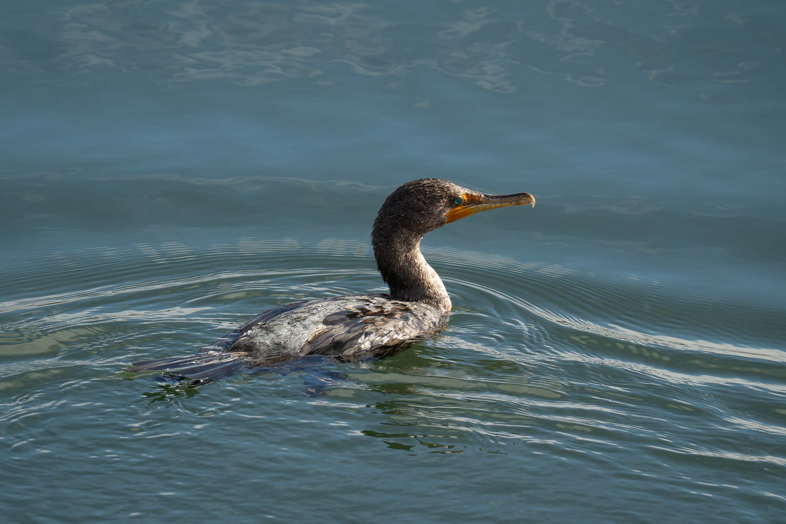 Double-crested Cormorant