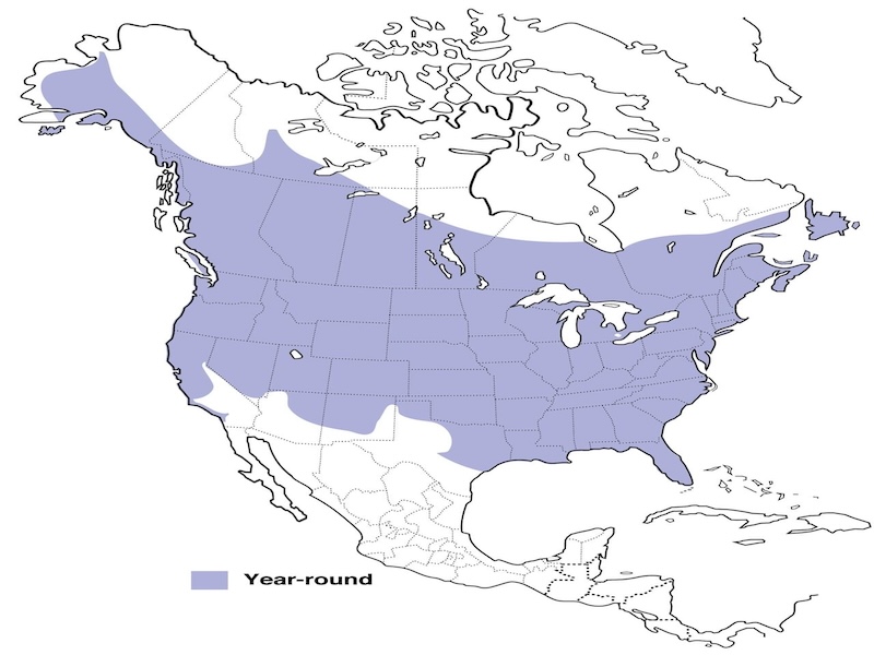 Downy Woodpecker range map
