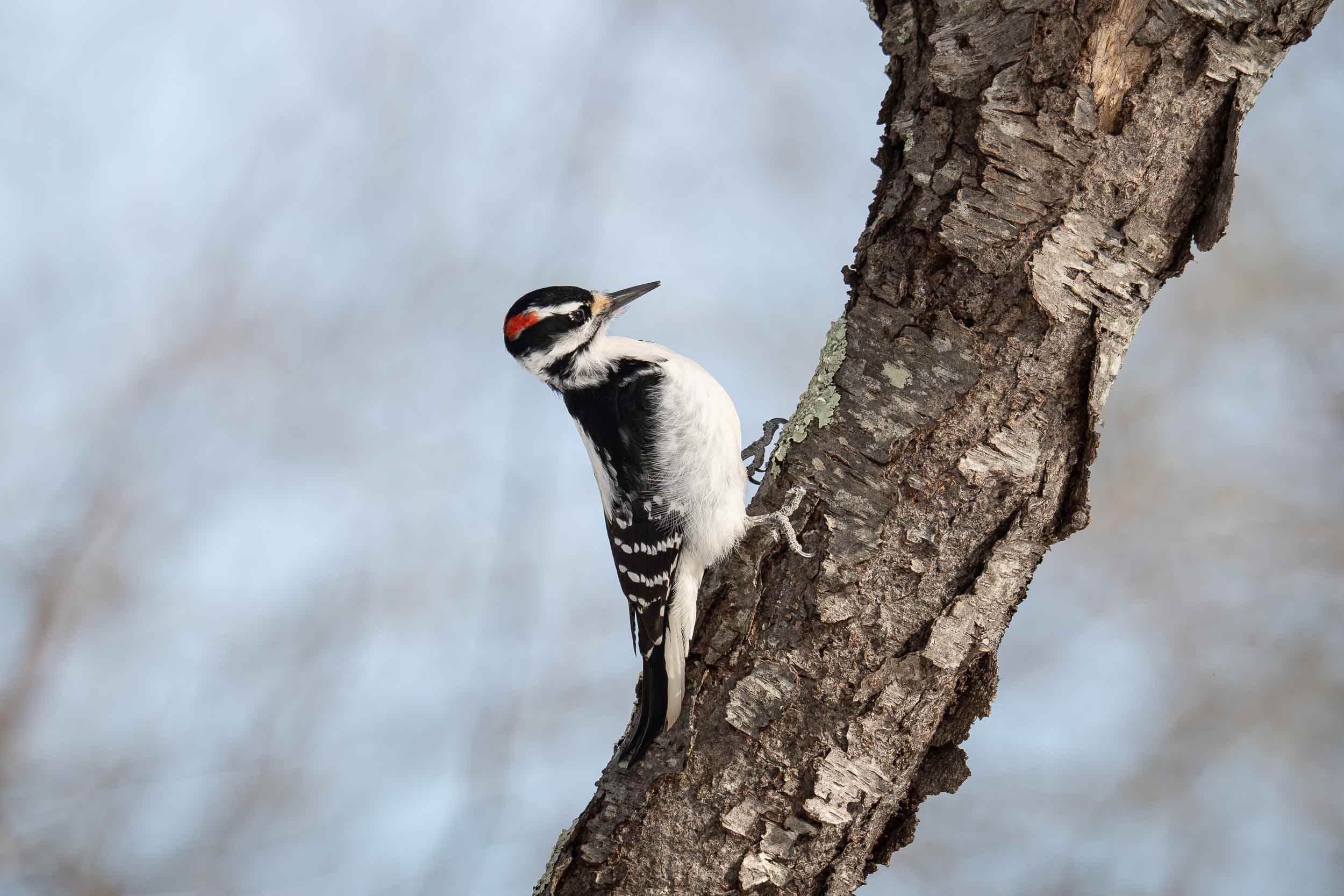 Downy Woodpecker