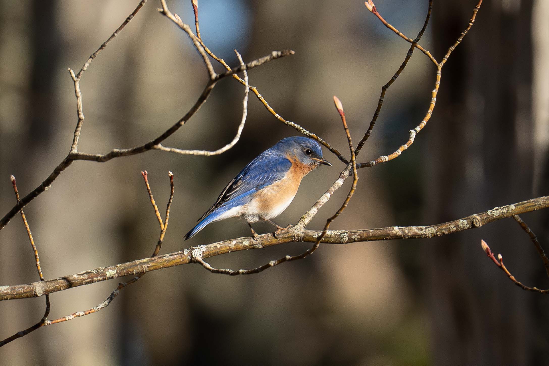 Eastern Bluebird