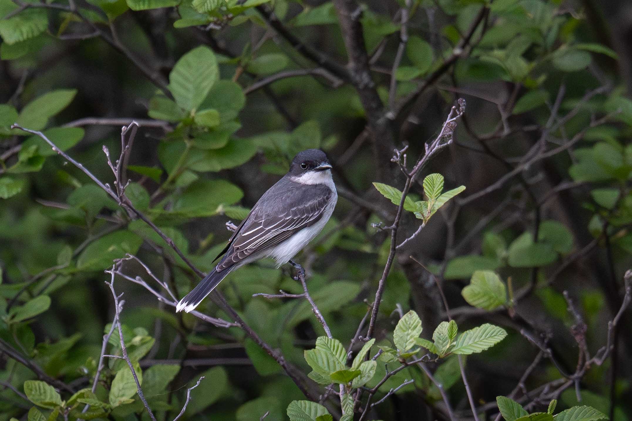 Eastern Kingbird