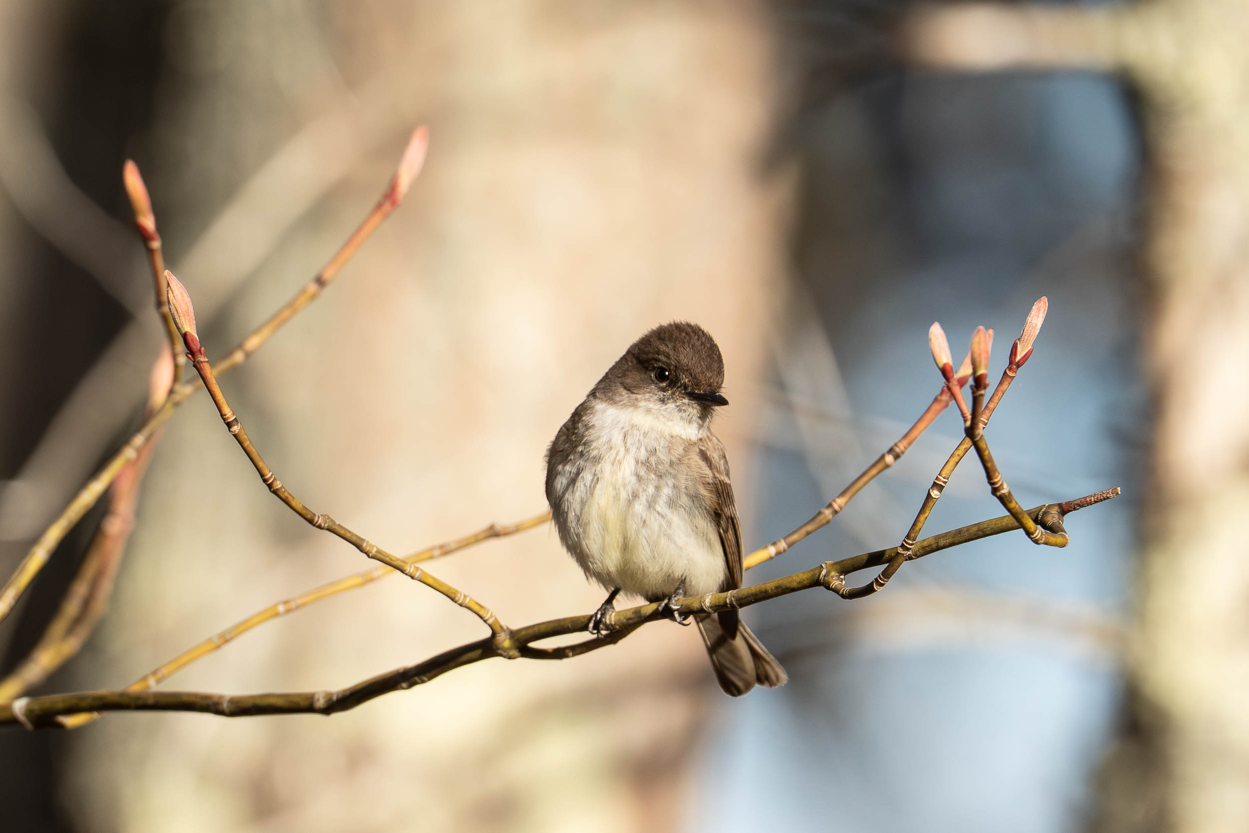 Eastern Phoebe